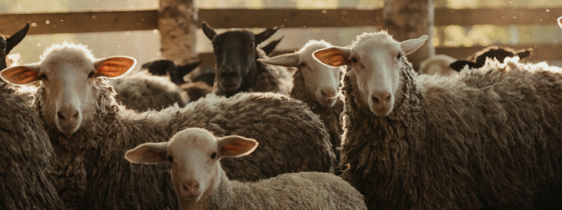 Sheep Manure Fertilizer Production Line